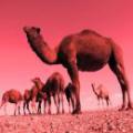زبیر و جنگ جمل چرا زبیر از میدان جمل کناره گیری کرد؟