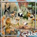 دليل خلقت حيوانات كدامين آيات دليل بر خلقت حيوانات ميباشد؟
